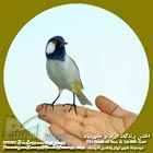 بلبل خرما